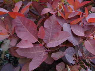 Cotinus 'Grace'