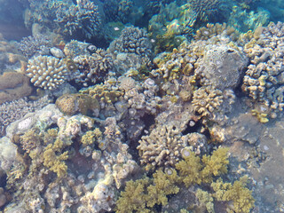 Beautiful and diverse coral reef with fish and sea urchins of the Red Sea in Egypt, shooting underwater. Soft focus. Selective focus