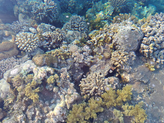 Beautiful and diverse coral reef with fish and sea urchins of the Red Sea in Egypt, shooting...