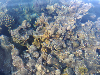 Beautiful and diverse coral reef with fish and sea urchins of the Red Sea in Egypt, shooting underwater. Soft focus. Selective focus