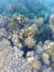 Naklejka na ściany i meble Beautiful and diverse coral reef with fish and sea urchins of the Red Sea in Egypt, shooting underwater. Soft focus. Selective focus