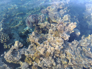 Beautiful and diverse coral reef with fish and sea urchins of the Red Sea in Egypt, shooting underwater. Soft focus. Selective focus