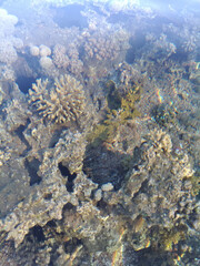 Beautiful and diverse coral reef with fish and sea urchins of the Red Sea in Egypt, shooting underwater. Soft focus. Selective focus