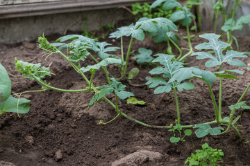 Cucumbers in the greenhouse to grow. Closeup green tenacious climbing 