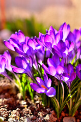 Purple Flowers in Garden during Spring in Transylvania.