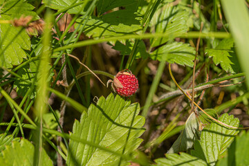 red forest berries in natural conditions on a green background
