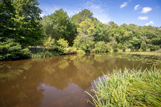 Views of the Aureilhan Lake, in the Landes Department, France. The pond is part of the Natura 2000 site
