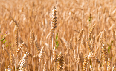 ripe ears of wheat in the field