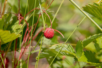 red forest berries in natural conditions on a green background