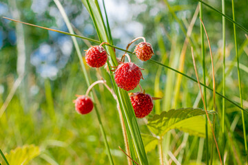 red forest berries in natural conditions on a green background