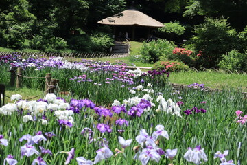 Lris garden  in Meiji shrine , japan,tokyo