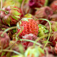 forest berry (strawberry) close-up against a large number of other berries.