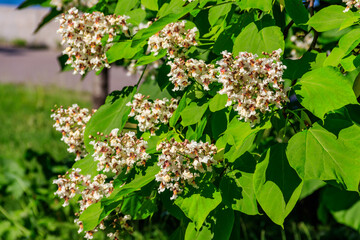 Beautiful white flowers of a catalpa tree