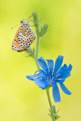 Butterfly on blue flower at morning (Melitaea didyma)