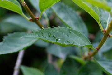 Blätter mit Wassertropfen