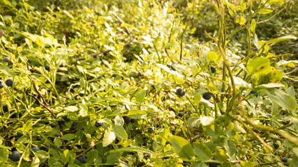 green grass in the wind