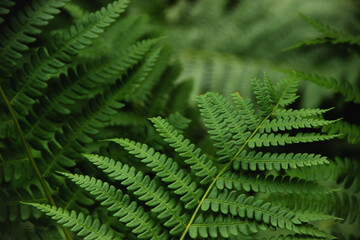 Fototapeta na wymiar fern leaf close-up on a green background