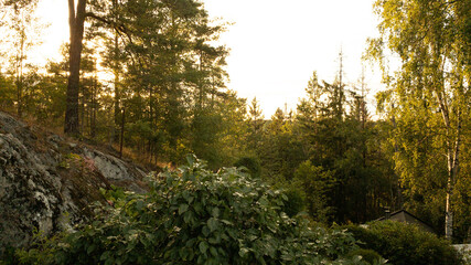 sunset in the forest