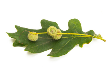 oak leaf isolated