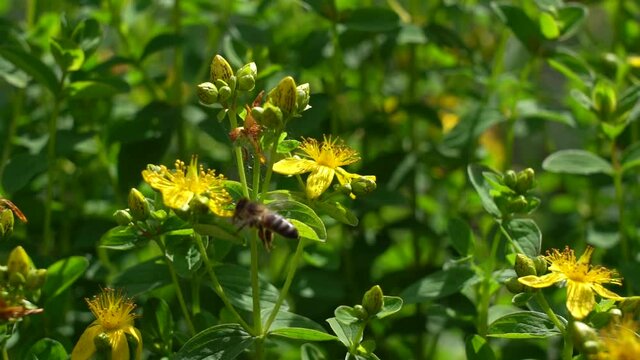 Saint-John's-wort with bee. Slow motion. A bee on flowers Saint-John's-wort.
