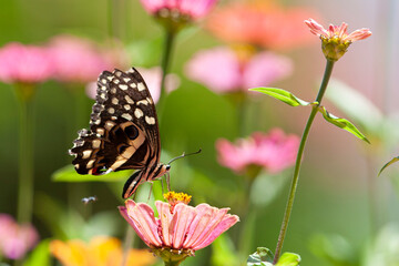 Beautiful butterfly rests on a flower in the Lake Manyara National Park, Tanzania