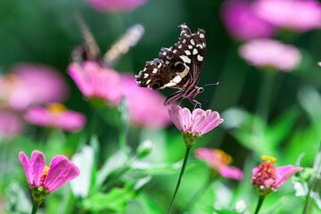 Beautiful butterfly rests on a flower in the Lake Manyara National Park, Tanzania