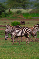 Fototapeta na wymiar Zebras in the Lake Manyara National Park, Tanzania