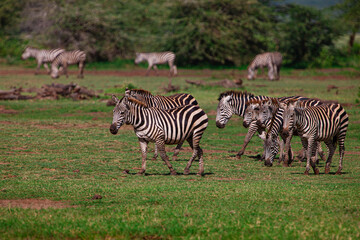 Obraz na płótnie Canvas Zebras in the Lake Manyara National Park, Tanzania