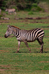 Obraz na płótnie Canvas Zebras in the Lake Manyara National Park, Tanzania
