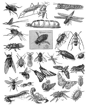 Big insect collection of different types of insects like fleas and beetle  / Vintage and Antique illustration from Petit Larousse 1914	