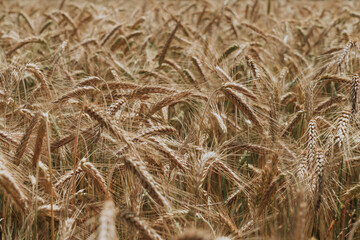 wheat field in summer