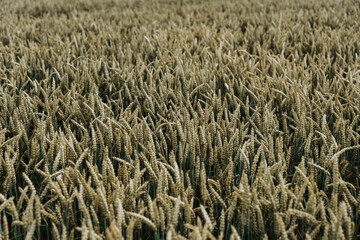 field of wheat