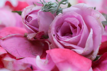 rose with petals in white background