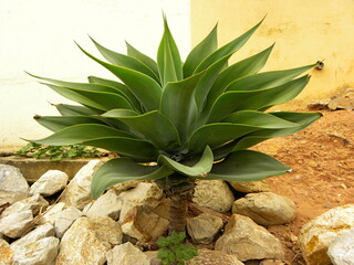 Powerful stems of agave Attenuata. Succulent plants grow among large stones.