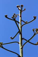 agave americana