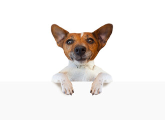 Dog jack russell terrier holding empty white banner signboard isolated on white background