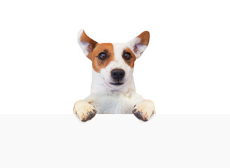 Cute funny dog jack russell terrier and empty white banner signboard isolated on white background