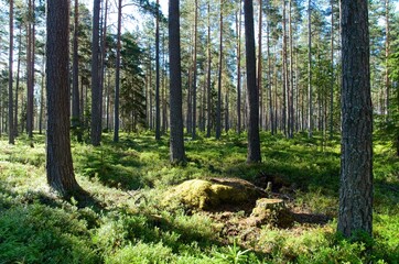 Lush forest with a lot of blueberry bushes in Sweden.
A sunny day for a walk and enjoy nature.