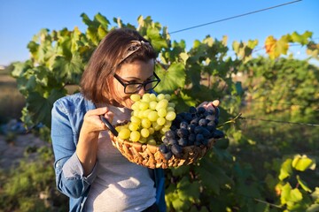 Happy smiling woman with blue and green grapes harvest in basket