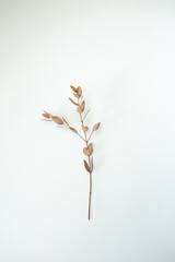 spikelet dry branch isolated white background top