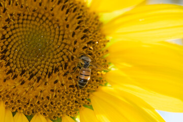 Macro di ape su fiori di girasole