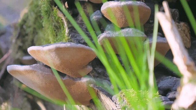 The brown knur mushrooms in the park in Helsinki Finland