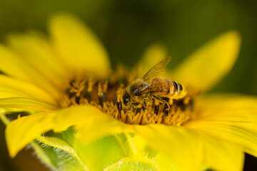 Macro di ape su fiori di girasole