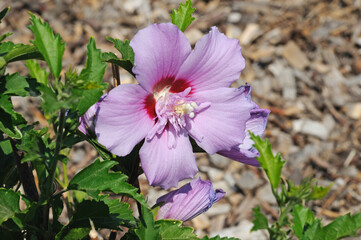 purple chinese hibiscus flower on a young bush