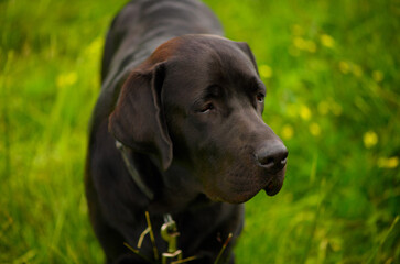 The muzzle of the black Labrador Retriever, the close-up.