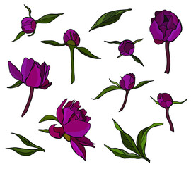 Set of peony flowers, leaves and buds. White background, isolate. Stock illustration.