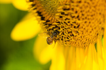 Macro di ape su fiori di girasole