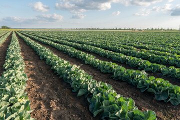 Fototapeta na wymiar Young cabbage grows in the farmer field. Growing cabbage field in diffused light on the sunset
