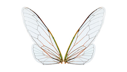 closeup cicada insect wings on a white,isolated