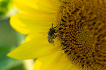 Macro di ape su fiori di girasole